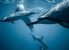 《生化危机：安魂曲》预告片揭晓繁华都市地点，生存恐怖系列迎来巨大变革